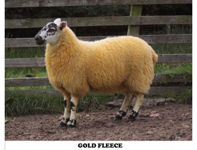 20160205124646_gold-fleece