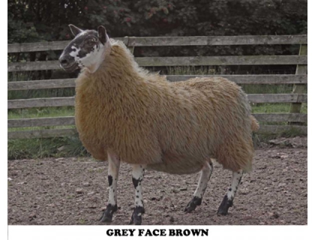 20160205124656_greyface