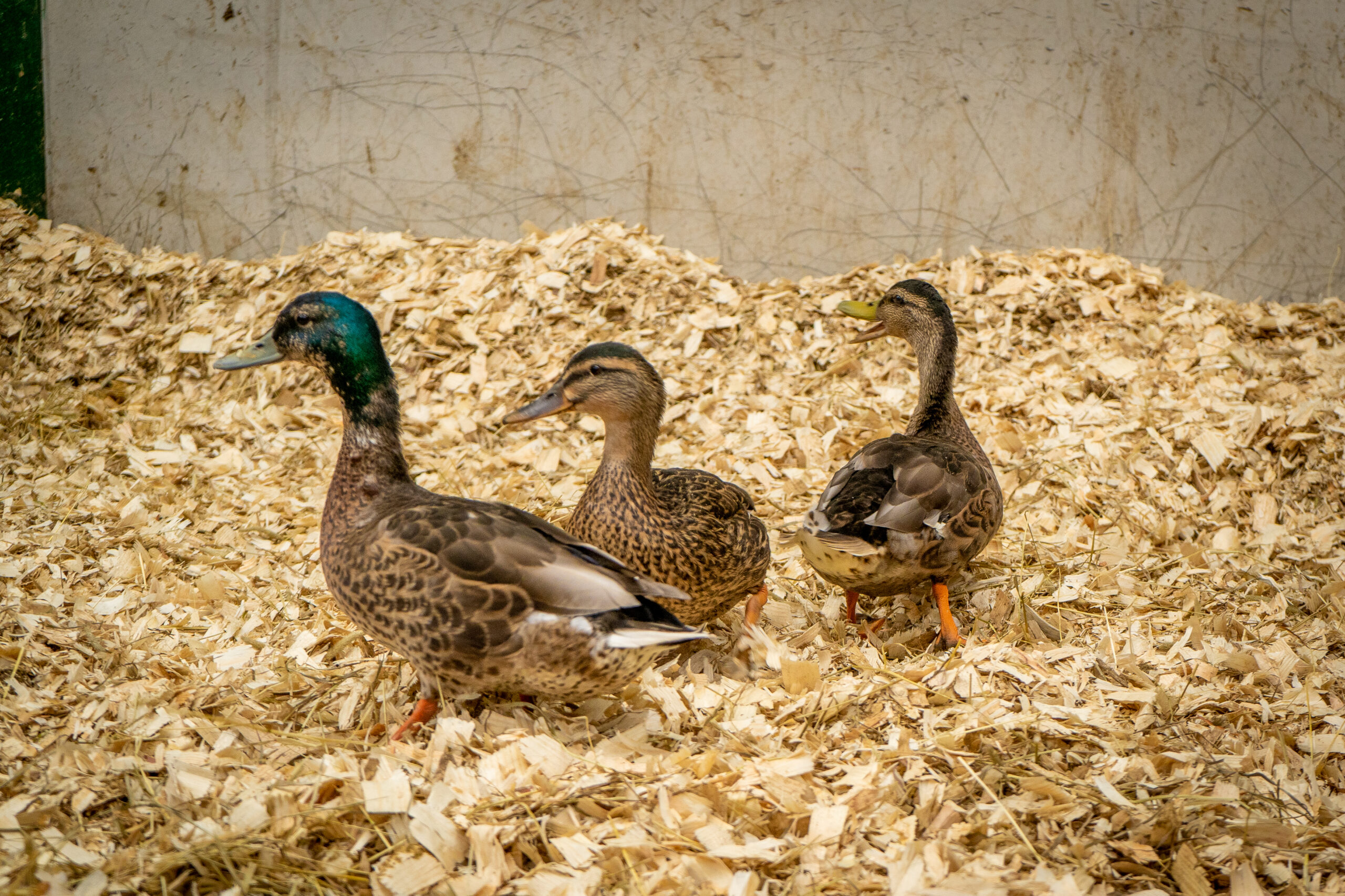 Ducks on Bedmax