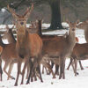 FOR FARMERS CAIRNGORM DEER ROLLS 40 X 25KG BAGS-6722