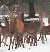 FOR FARMERS CAIRNGORM DEER ROLLS 40 X 25KG BAGS-6722