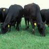 DOWNLAND CUT & GRAZE SEED 15KG-2158