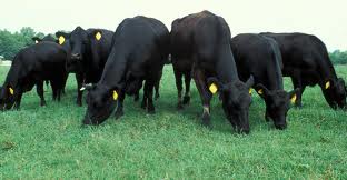 DOWNLAND CUT & GRAZE SEED 15KG-2158