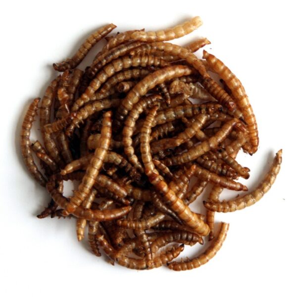MEALWORMS 12.55KG-0