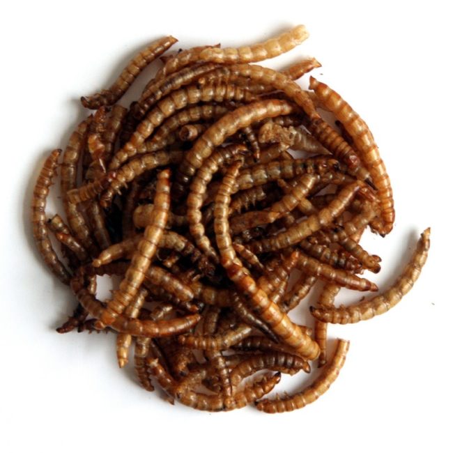 Mealworms 12.55kg Davidsons Farm & Country