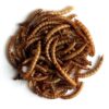 MEALWORMS-0