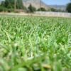 DOWNLAND FORAGER SEED 20KG-0