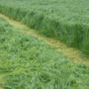 DOWNLAND FORAGER SEED 20KG-2174