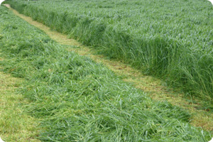 DOWNLAND VERSATILE SEED 20KG-0