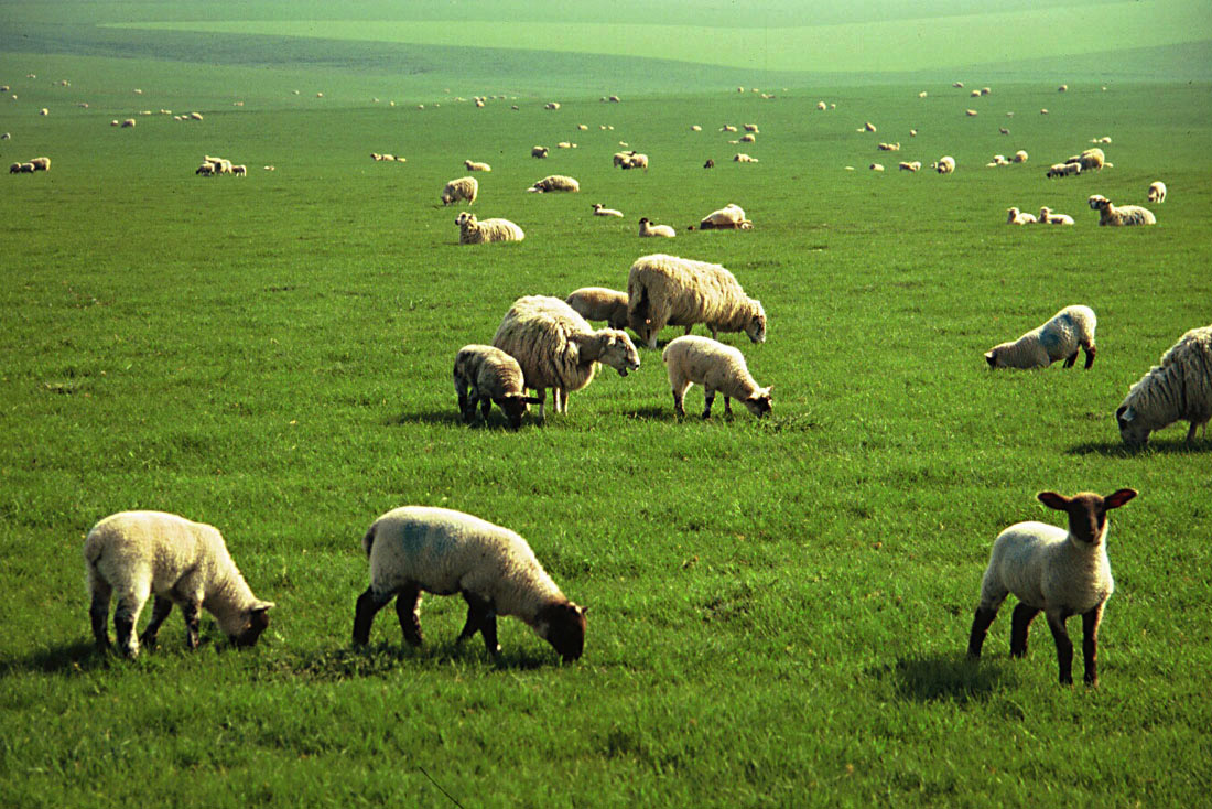 DOWNLAND GRASSMAX DUAL PURPOSE SEED 10KG-2196 DOWNLAND GRASSMAX DUAL PURPOSE SEED 10KG-2196