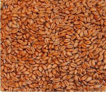 WHOLE WHEAT 40 x 25KG-1993