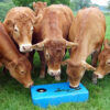 MOLASSES FEEDER 50L-0