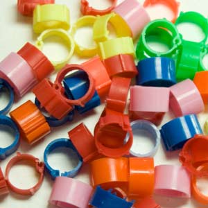 CLIC POULTRY LEG RINGS YELLOW 16MM -0