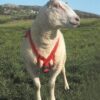 MATING MARK NYLON RAM HARNESS-0
