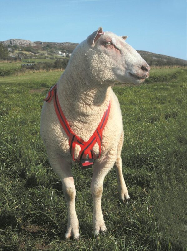 MATING MARK NYLON RAM HARNESS-0