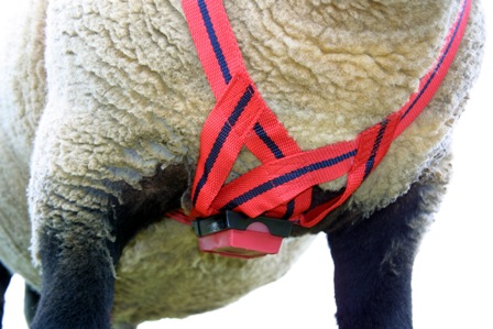 MATING MARK NYLON RAM HARNESS-3965