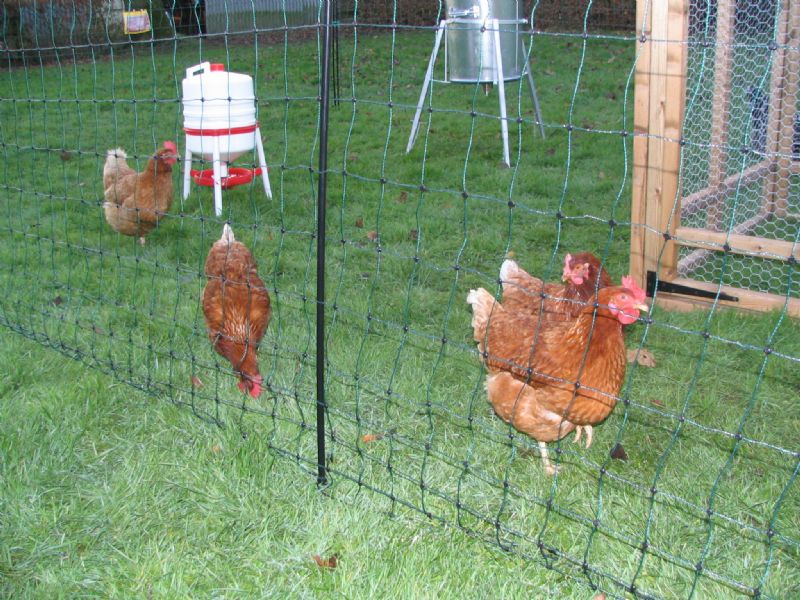 Hotline Poultry Net Kit 25m Davidsons Farm & Country