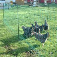 HOTLINE POULTRY NET 50M ORANGE-0