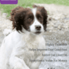 SNEYDS WONDERDOG ORIGINAL 15KG-0