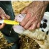 NIMROD RED CALF SYRINGES 6 X 15.6G-6795