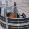 IAE PORTABLE ROTEX CATTLE HANDLING SYSTEM-0