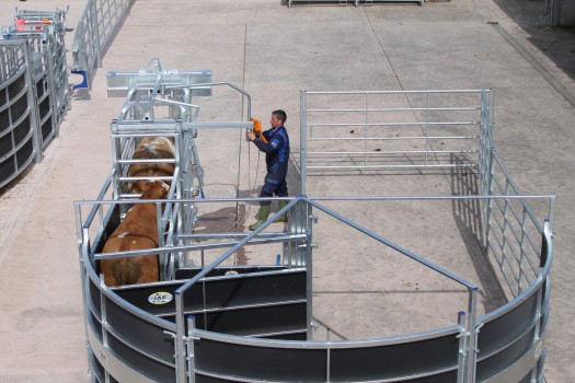 IAE PORTABLE ROTEX CATTLE HANDLING SYSTEM-6993