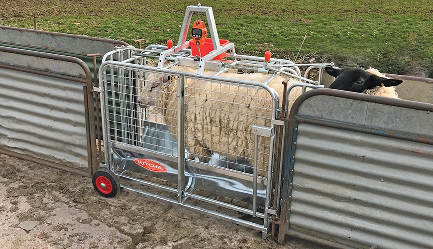 RITCHIE DIGITAL LAMB WEIGHER 3662G-0 RITCHIE DIGITAL LAMB WEIGHER 3662G-0