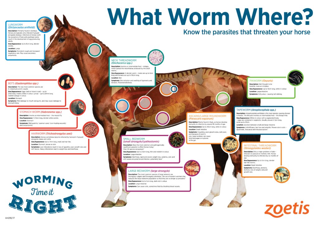 Roundworms In Horses Symptoms Causes Diagnosis