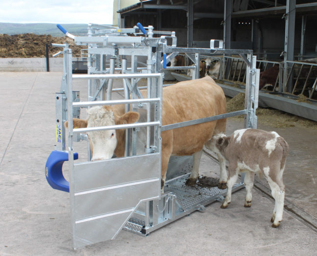 IMG_8285-v1-1-649x525