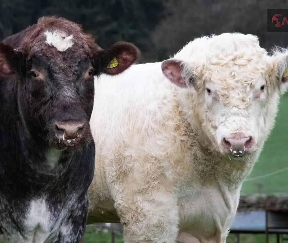 476586271_504009632729646_1933575574871961614_n