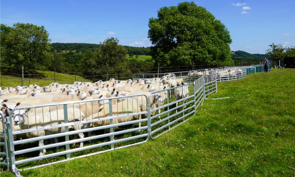 10ft-yard-5-1024x615