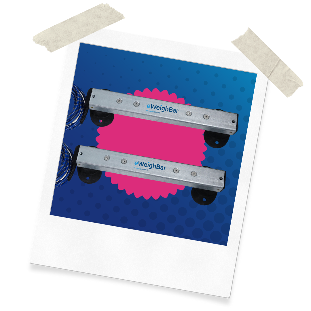 Website Assets (39)