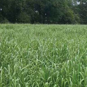 DLF Rapid Root Seed 10kg